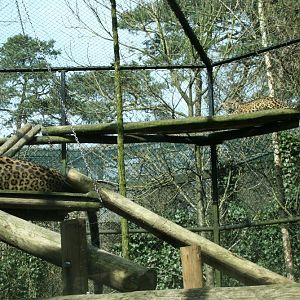 persian leopard exhibit 3