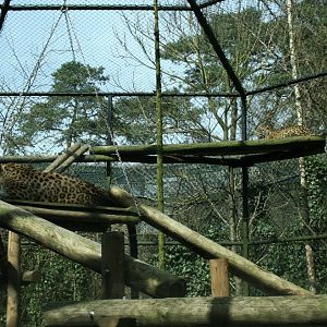 persian leopard exhibit 4