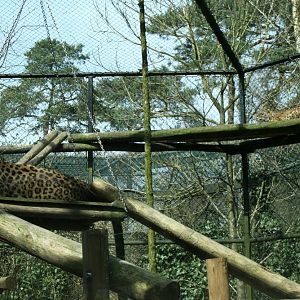 persian leopard exhibit 5