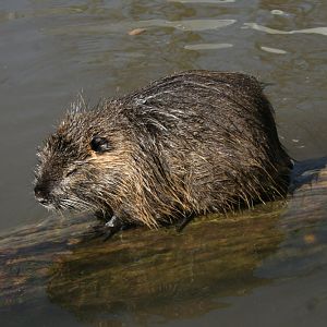 Coypu's (Myocastor coypus) 1
