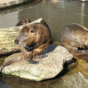 Coypu's (Myocastor coypus) 2