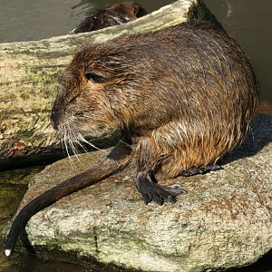 Coypu's (Myocastor coypus) 3