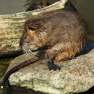 Coypu's (Myocastor coypus) 4