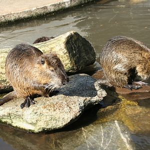 Coypu's (Myocastor coypus)  5