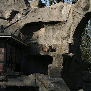 Alpine Ibex Enclosure 3