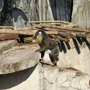 mandrill exhibit 3