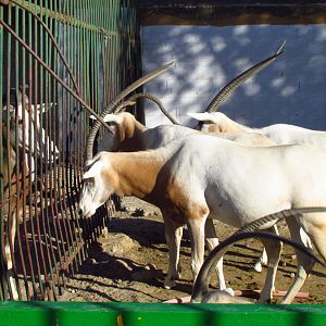 oryx dammah(Mashhad zoo)