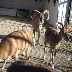 transcaspian urial sheep (Mashhad zoo)