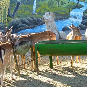 persian fallow deer Group (Mashhad zoo)