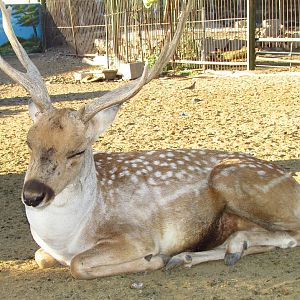 persian fallow deer (male)(Mashhad zoo)