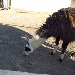 lama(Mashhad zoo)
