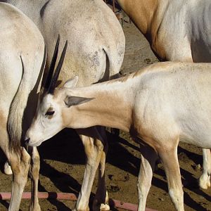 oryx dammah (Mashhad zoo)