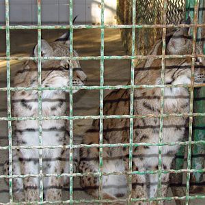 eruasian lynx (Mashhad zoo)