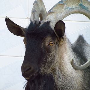 bezoar ibex(male) (Mashhad zoo)