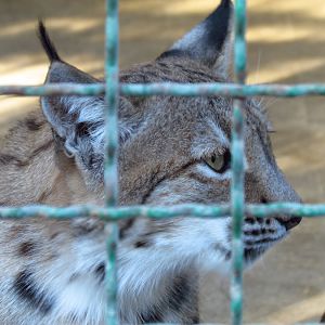 eruasian lynx (Mashhad zoo)