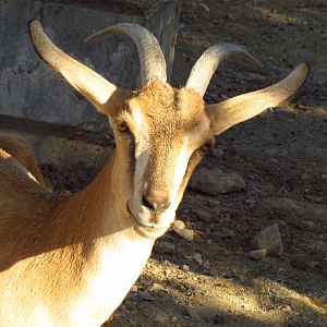 bezoar ibex(female)(Mashhad zoo)