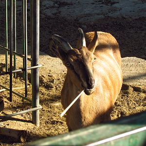 persian bezoar ibex(female)-Mashhad zoo