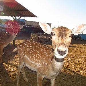 persian fallow deer (female)-Mashhad zoo