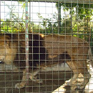 African lions (Mashhad zoo)-Mashhad zoo
