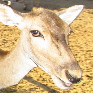 persian fallow deer (female)-Mashhad zoo