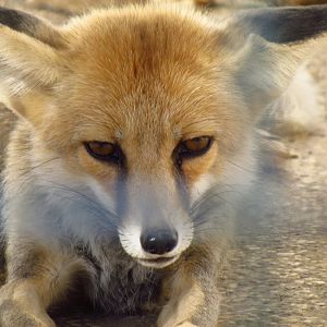 red fox-Mashhad zoo