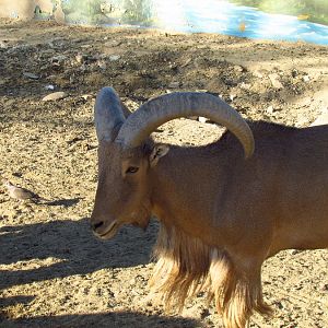 barbary sheep-Mashhad zoo