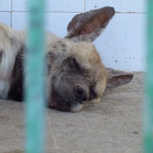 Striped hyena-Mashhad zoo