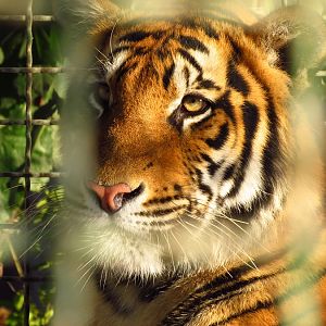 bengal tiger-Mashhad zoo