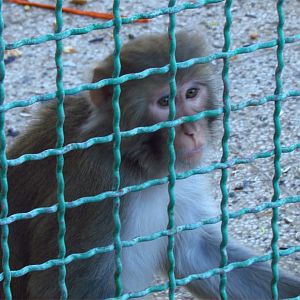Monkey-Mashhad zoo