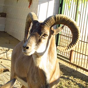 transcaspian urial sheep(Mashhad zoo)