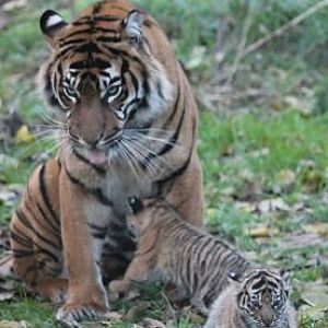 Kirana and two of her cubs