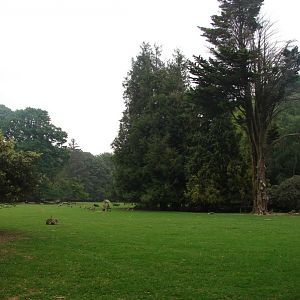 Part of the park with free-roaming animals