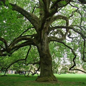 Part of the park with free-roaming animals