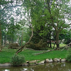 Northern white-cheeked gibbon island