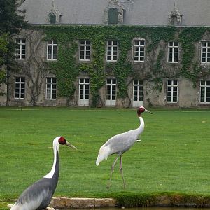 White napped crane and sarus crane