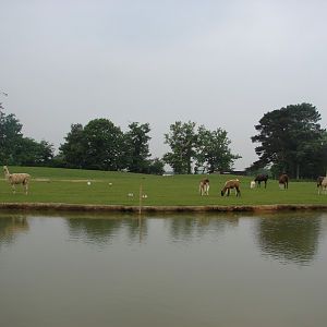 Lamas paddock