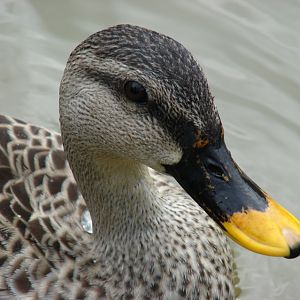 Spot-billed duck