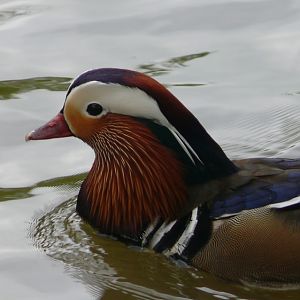 Mandarin duck
