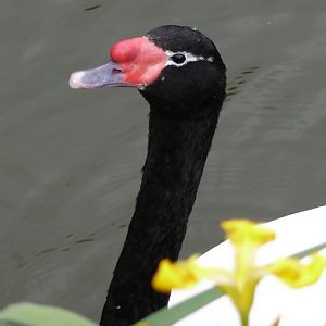 Black-necked swan