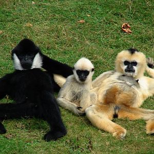 Northern white-cheeked gibbons