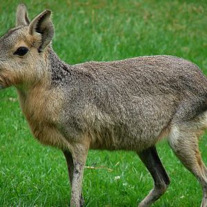 Patagonian cavy