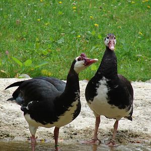 Spur-winged goose