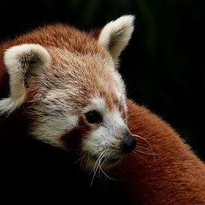 Red panda