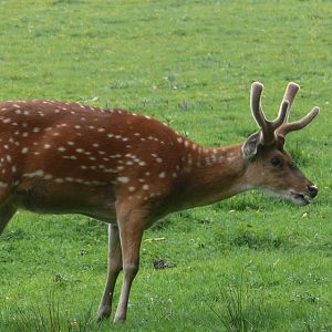 Vietnamese sika deer