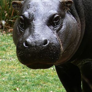 Pygmy hippopotamus