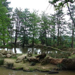 Pygmy hippopotamus exhibit