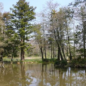 Pygmy hippopotamus exhibit