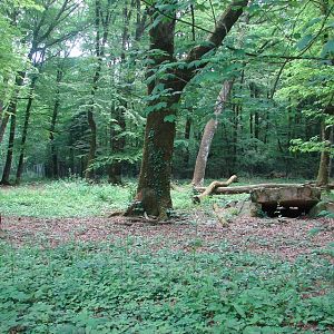Maned wolves exhibit