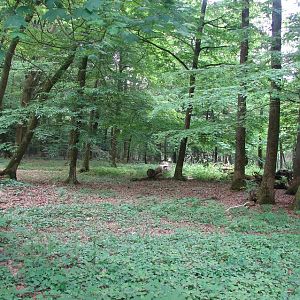 Maned wolves exhibit