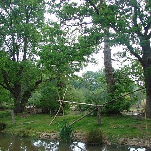 Mantled guereza island